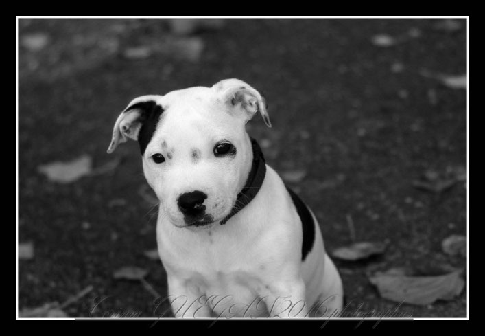 Mascotte Superbe Bebe Berger Australien Et Lasco Adorable Labrador Un Grand Merci A Leurs Sympathiques Proprietaires Corinne Photographe Animalier