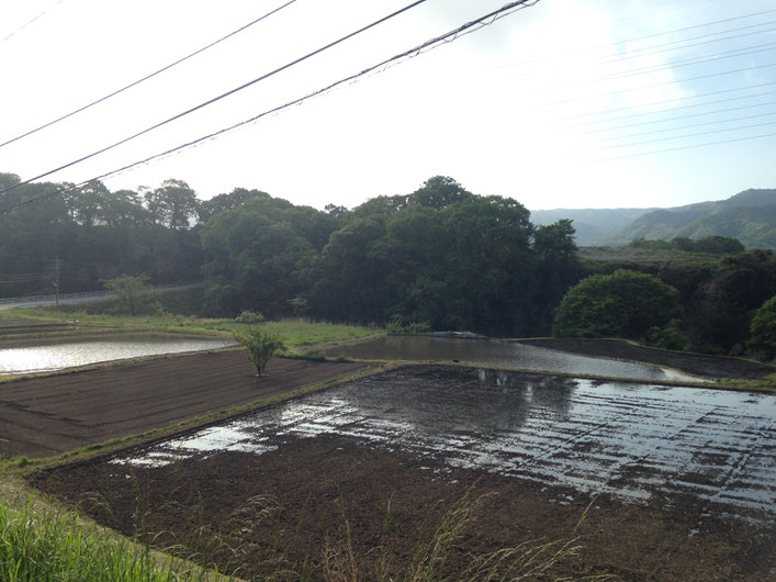 御代田の水田