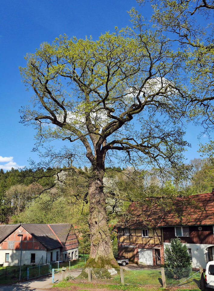 Goethe-Eiche in Silkerode