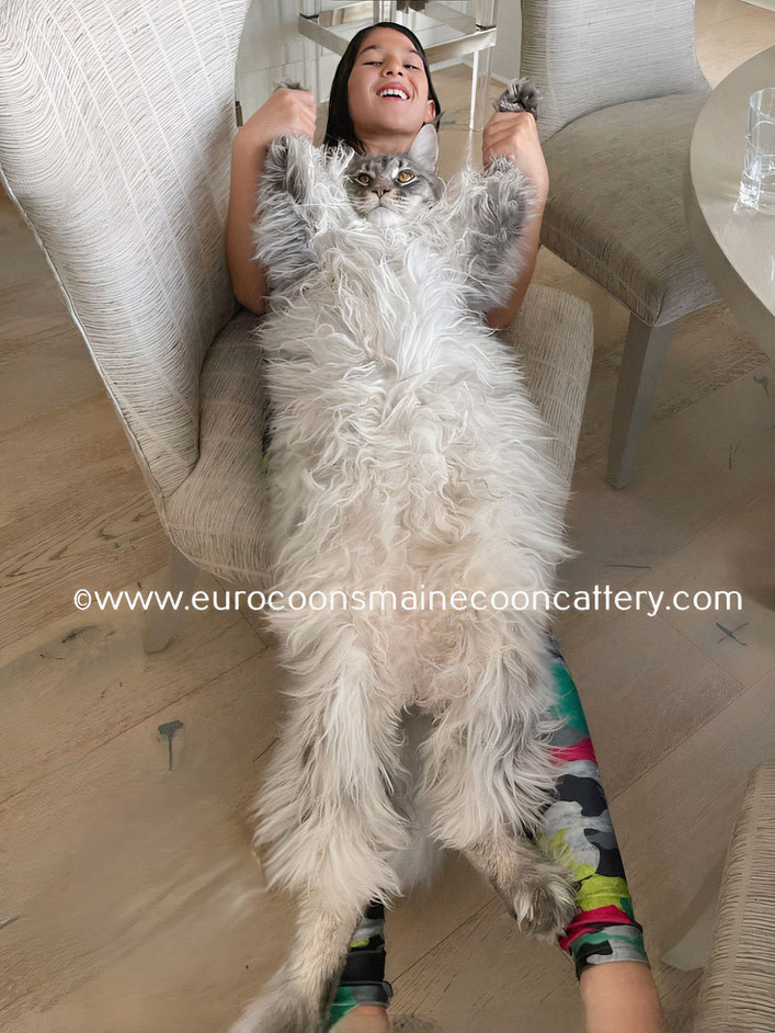 giant maine coon kittens for sale - giant maine coon cats for sale