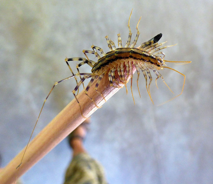 House Centiped