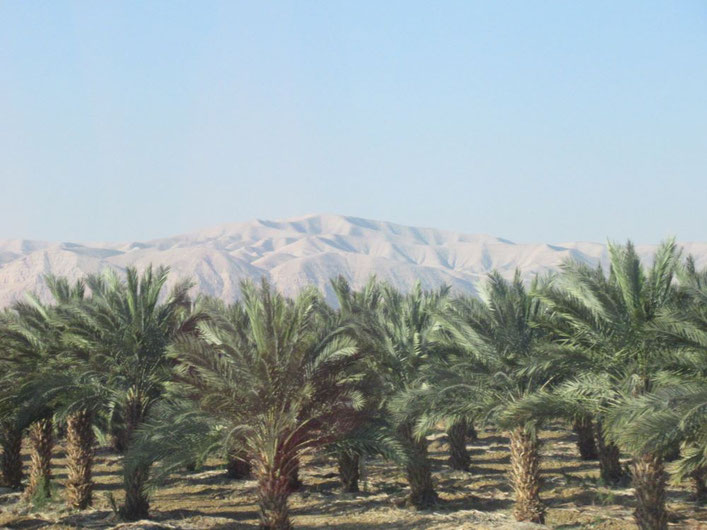 Palmenhain auf dem Weg nach Masada