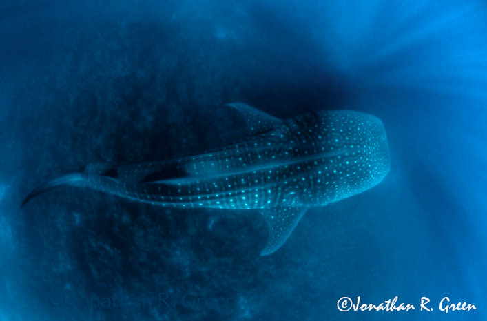 A stunning view from above of a massive Whale Shark swimming gracefully in the ocean, displaying its intricate spotted pattern, in the Galapagos Islands