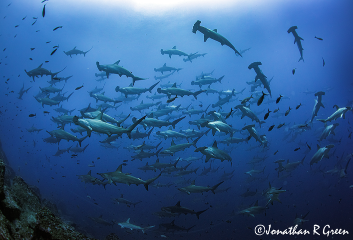 An underwater view of a large group of Scalloped Hammerhead Sharks swimming together in their natural habitat in the Galapagos Islands, creating a mesmerizing pattern as they move through the ocean