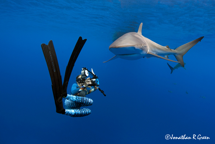 A woman with long black flippers and snorkel equipment gracefully free dives in close proximity to a sleek Silky Shark, capturing its image with her camera in the clear waters of the Galapagos Islands