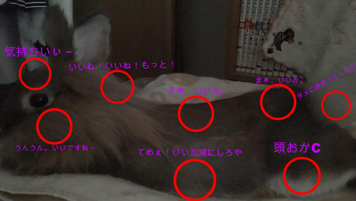 ウサギが撫でてほしいところ（図解）