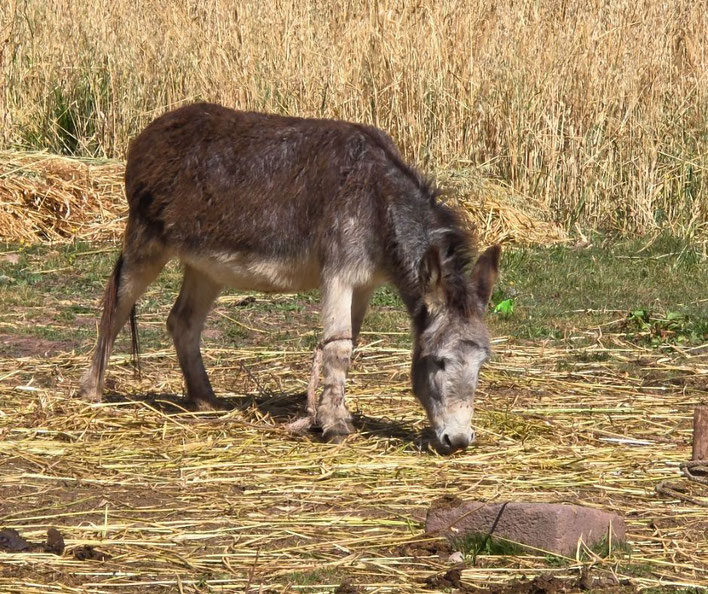 A donkey with a shaggy brown and gray coat grazes on dry straw in a rural setting. The background features golden fields and scattered hay.