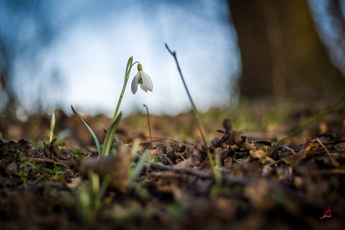 Schaut nach Frühling aus ;)