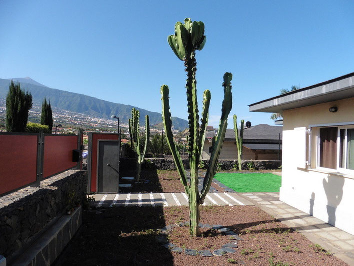 Teide Blick vom Grundstückseingang mit einem Kaktus im Vordergrund des Bildes.