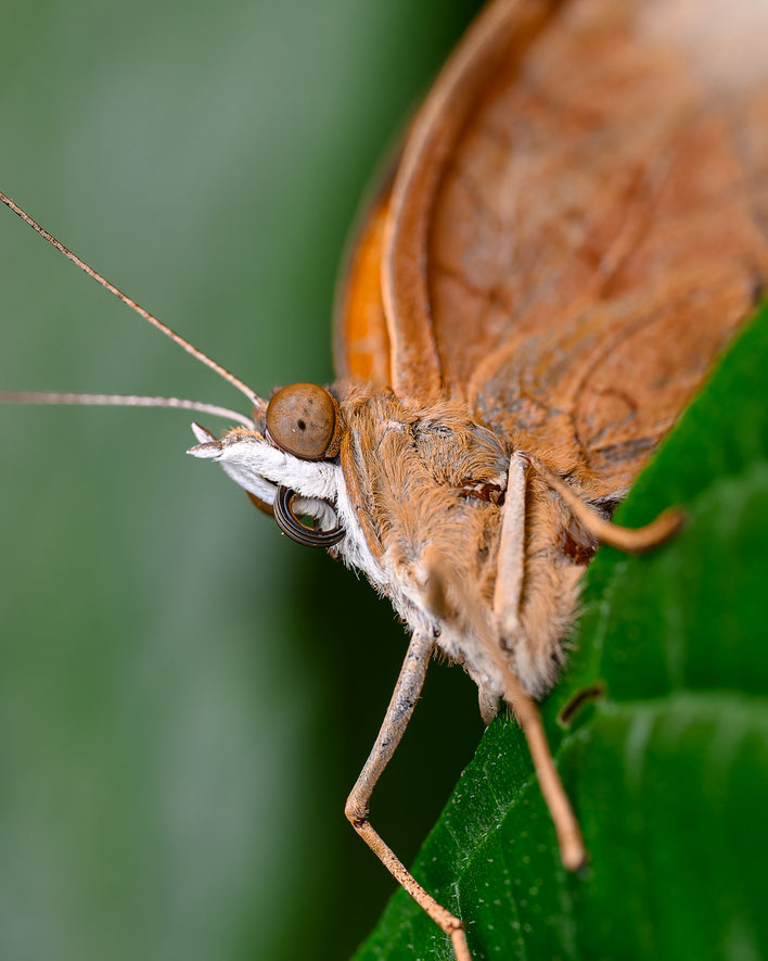 Nikon Z9 / Nikkor 105mm f2,8 S / 1/100s / f6,3 / ISO 350 / Crop 1:1 Ansicht