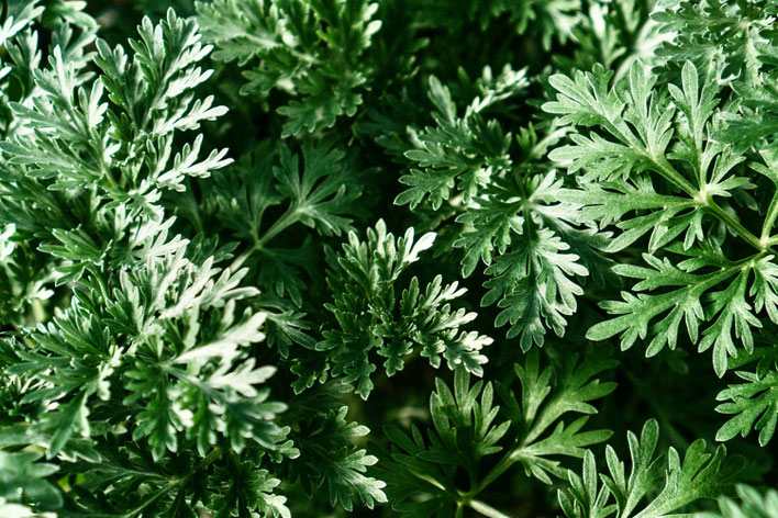 Wermut (Artemisia absinthium)
