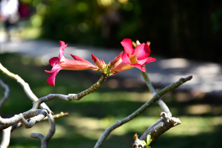Bangkok, Thailand,Fotografie, Photography, Reise, Russelsheim am Main, Rüsselsheim, Hessen, Fotograf, Tagesbuch, Asien, Mittag, Insekten, Religion, Pristen,Chiang Mai, Blumen