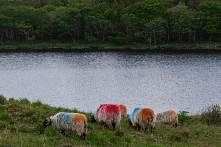 Connemara, république d'Irlande