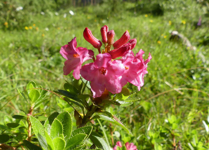 Alpenrose; Cortina d`Apezzo, Dolimiten, Südtirol