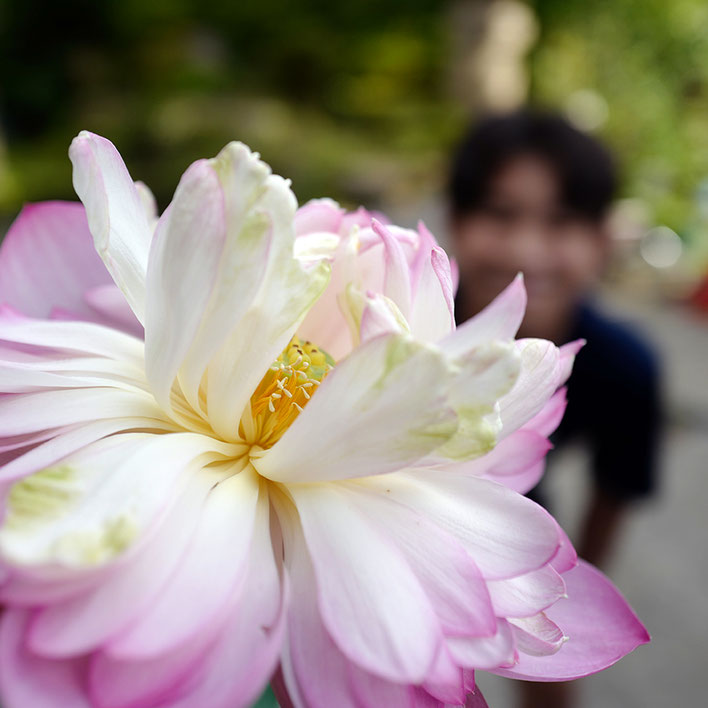 #ハス #蓮 #lotus#高山市 #leicaq