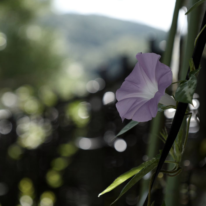 Leica SL ライカ タンバールM F2.2/90mmLeica Thambar M F2.2/90mm アサガオ