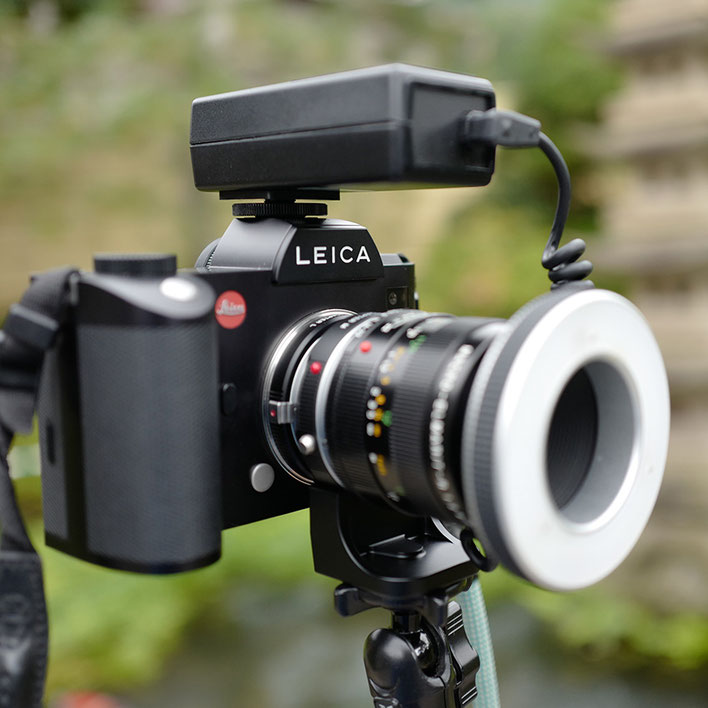 LeicaSL+Leica Macro Lens Macro-Elmarit-R ROM 60mm f2.8