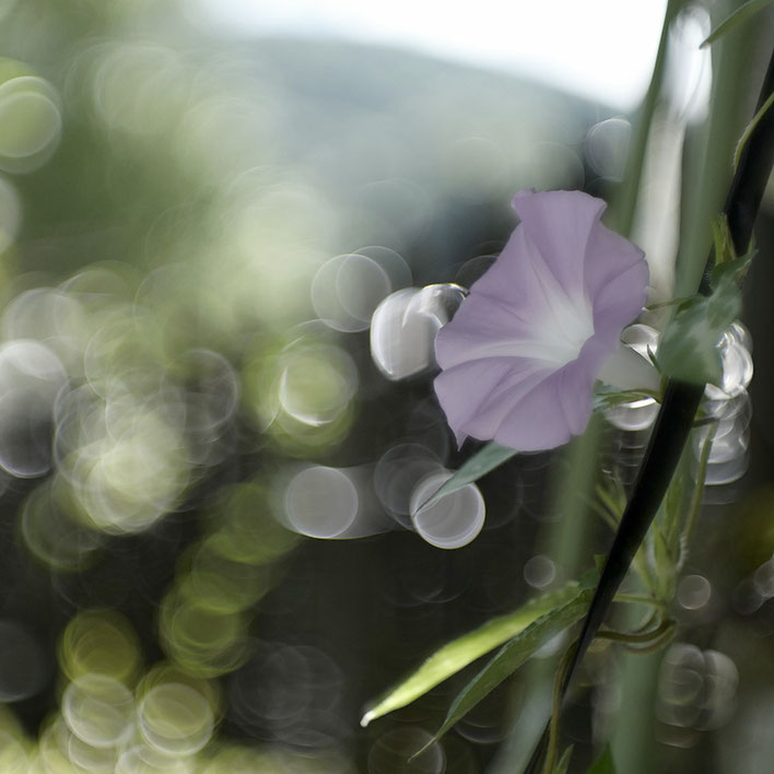 Leica SL ライカ タンバールM F2.2/90mmLeica Thambar M F2.2/90mm アサガオ