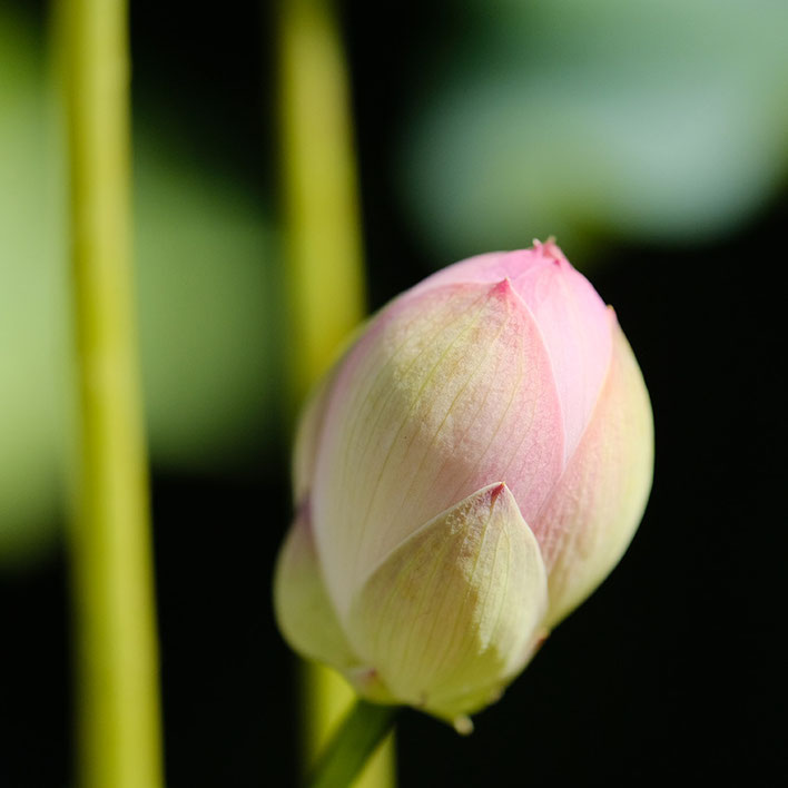 #ハス #蓮 #lotus#高山市 #leicaq