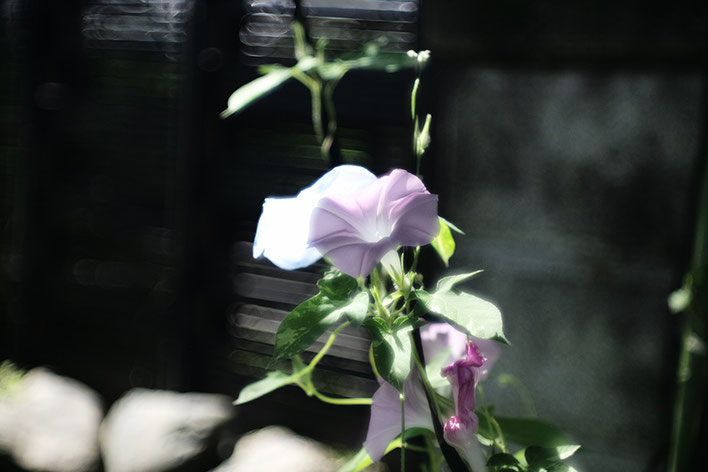 Leica SLライカ タンバールM F2.2/90mmLeica Thambar M F2.2/90mm Rose 薔薇