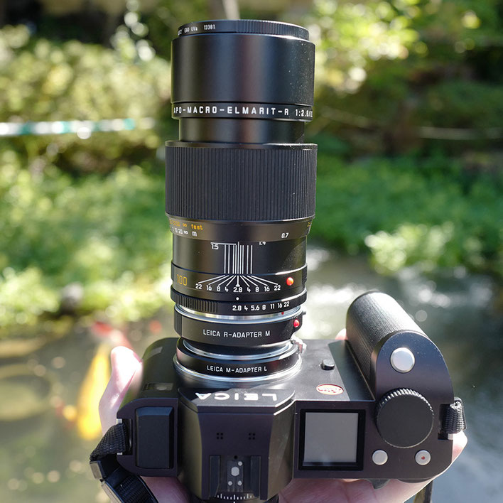 LeicaSL+Leica R Macro Lens Apo-Macro-Elmarit-R 100mm f2.8 アポ・マクロ・エルマリート R f2.8/100mm ASPH.