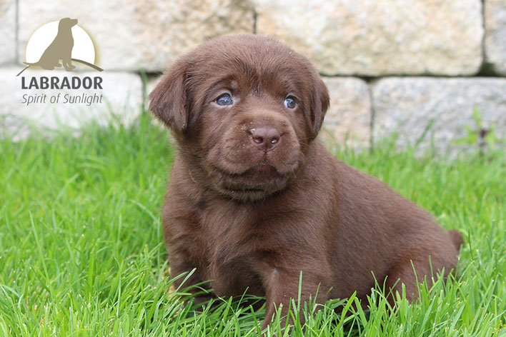 Braun Choco Labrador Welpen