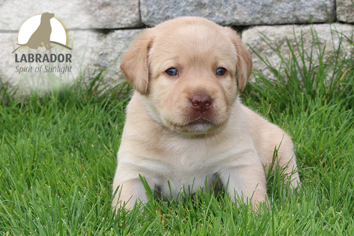 Blond Labrador Welpen