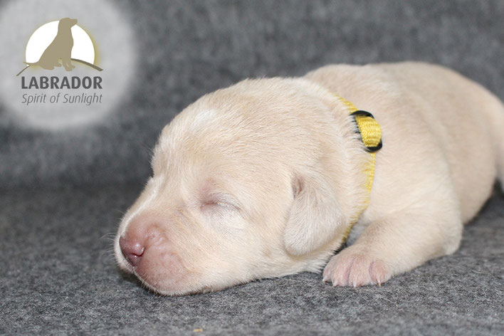 L Wurf Silber Labrador Spirit Of Sunlight