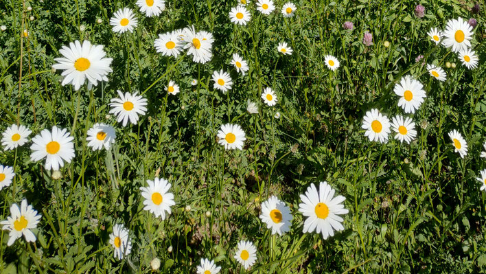 Wiesen-Margerite