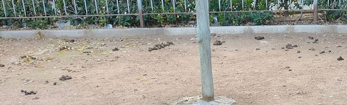 PIPI-CANES ...llenos de excrementos, que los propietarios de las  mascotas  en  Valencia no recogen y tienen escoba, recogedor y cubo. 