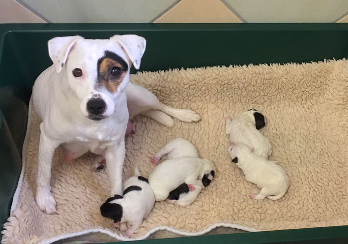 Isabelle mit Snoop, Seeley, Sookie, Sophie und Sissi