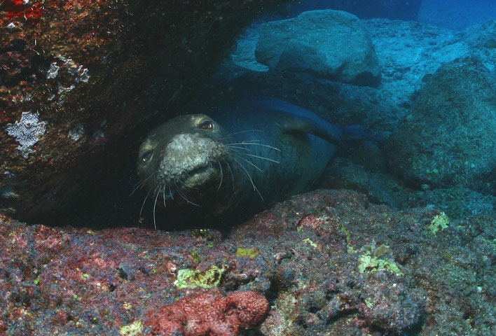 ‘Ilioholoikauaua (Endangered Hawaiian monk seal) from Papahānaumokuākea. Photo: James Watt. Copyright: SeaPics.