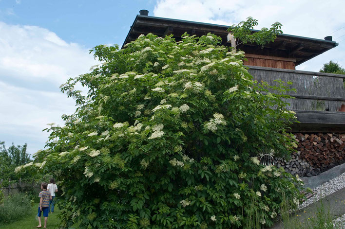Hollerbusch schützt das Haus