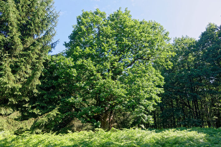 Lohengrineiche im Reinhardswald