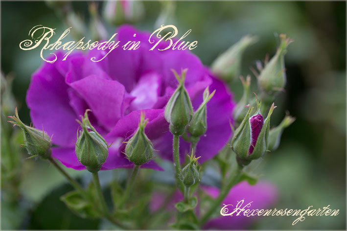 Rosen Rosenblog Hexenrosengarten Rhapsody in Blue Colishaw Warner lila purpur Staubgefäße Rosiger Adventskalender
