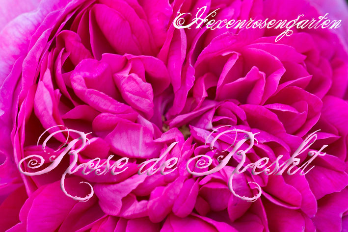 Rosen Rosenblog Hexenrosengarten Duftrose Damaszenerrose Persien Rose de Resht Küchenrose Rosiger Adventskalender