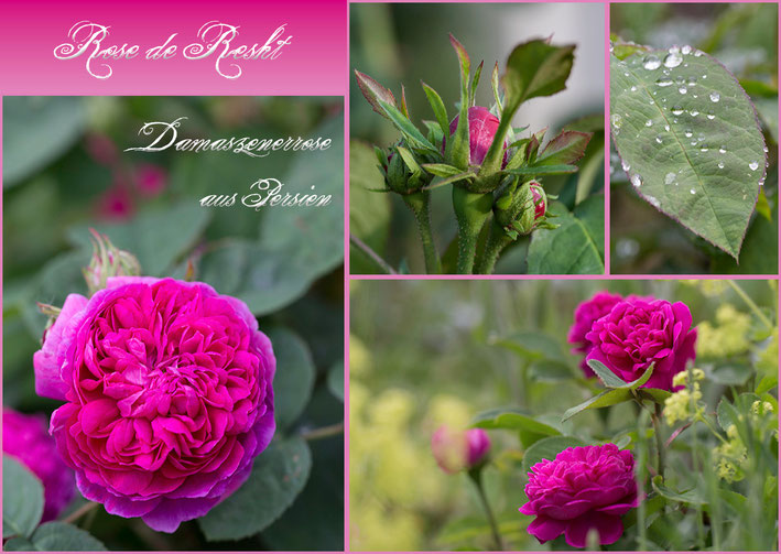 Rosen Rosenblog Hexenrosengarten Rose de Resht Damaszener Persien Postkarte