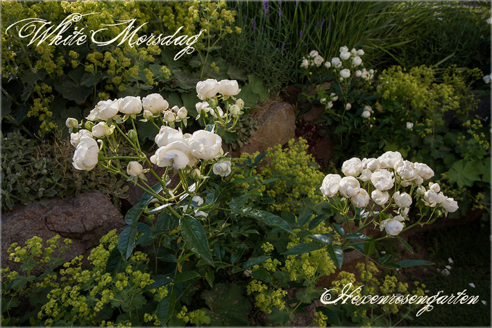 Rosen Rosenblog Hexenrosengarten Polyantha Rosiger Adventskalender