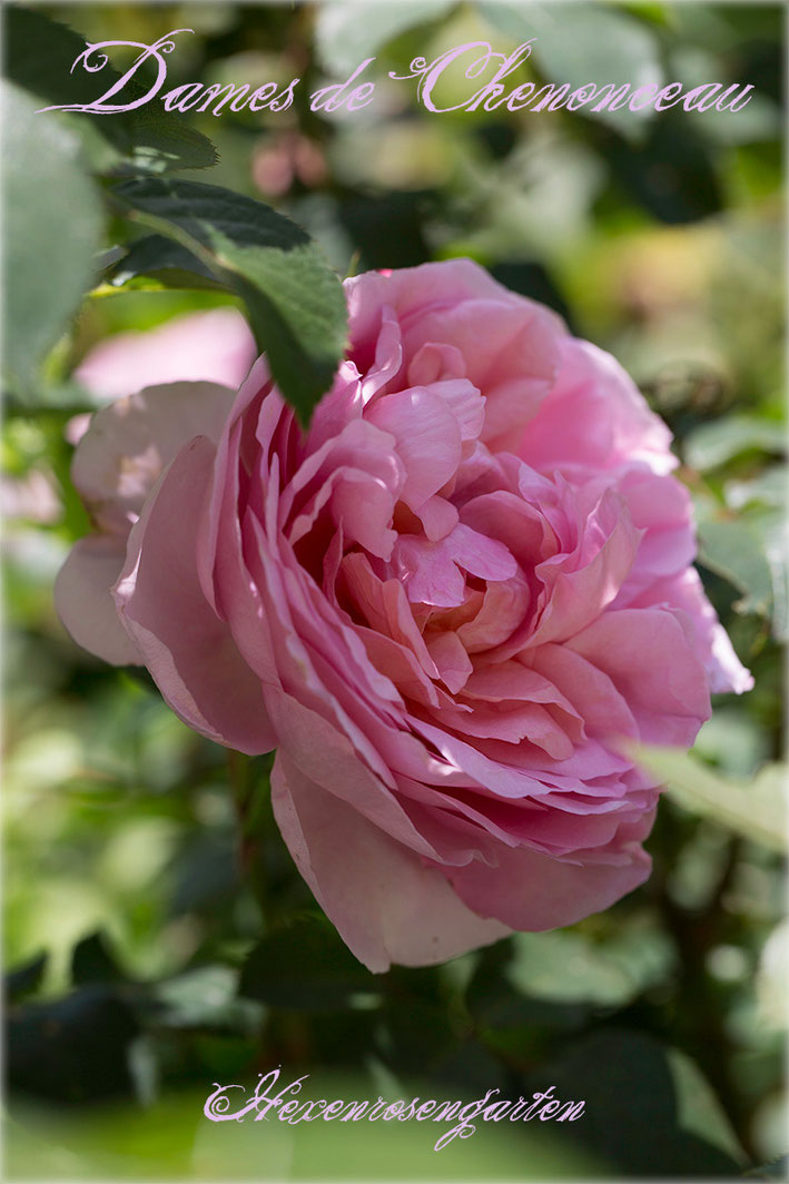 Rosen Rosenblog Hexenrosengarten Floribunda Delbard Dames de Chenonceau  Duftrose Rosiger Adventskalender