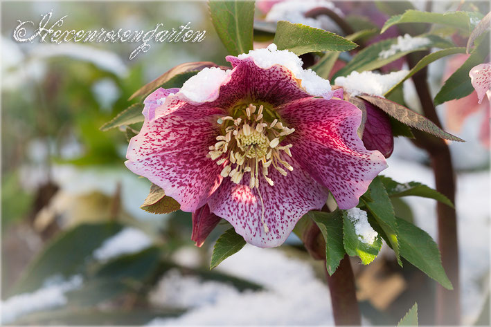 Rosen Rosenblog Hexenrosengarten Lenzrosen