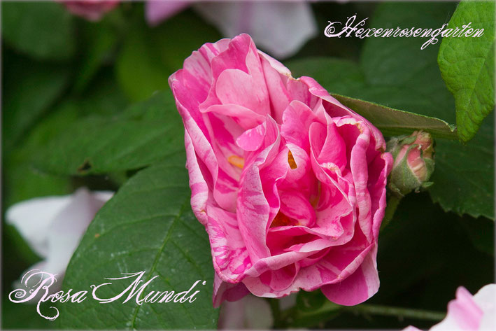 Rosen Rosenblog Hexenrosengarten Rosa Gallica Officinalis Mutation Rosa Gallica Versicolor gestreift Essigrose Rosa Mundi Rosiger Adventskalender