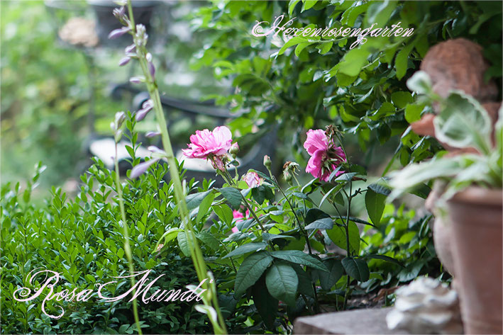 Rosen Rosenblog Hexenrosengarten Rosa Gallica Officinalis Mutation Rosa Gallica Versicolor gestreift Essigrose Rosa Mundi Rosiger Adventskalender