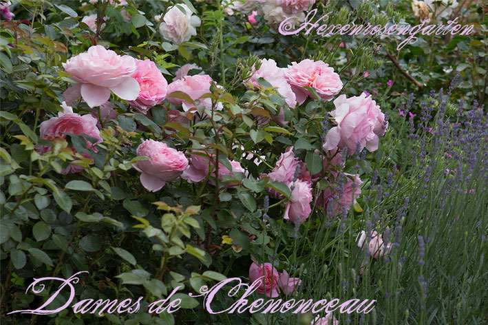 Rosen Rosenblog Hexenrosengarten Floribunda Delbard Dames de Chenonceau  Duftrose Rosiger Adventskalender