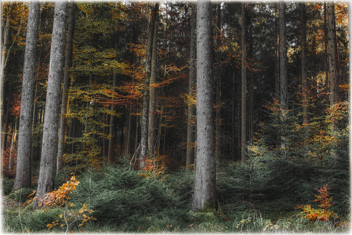 Herbstzeit im Wald