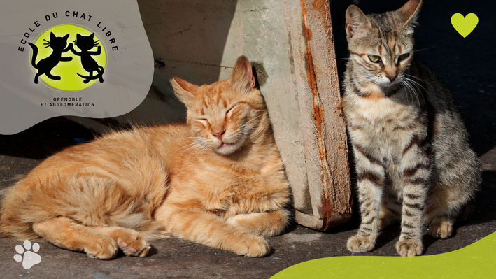 École du Chat Libre de Grenoble et Agglo