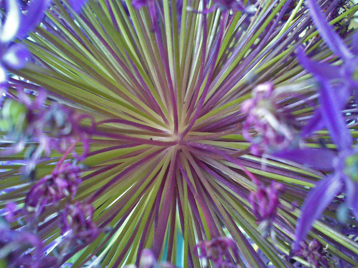 Das Allium-Universum