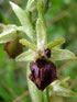 Ophrys de mars(C)Arnaud Pauthier.