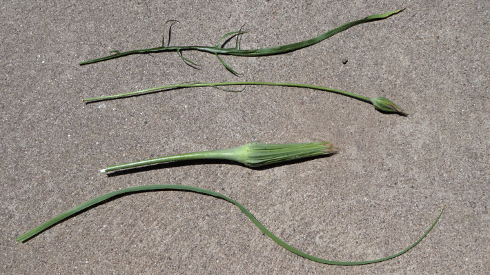 Salsify, viperweed, Scorzonera lacinata, Tragopogon dubius