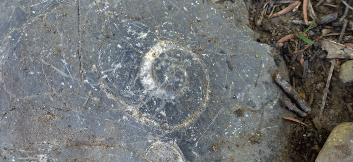 fossil, limestone, Sandia Mountains, Cibola National Forest, New Mexico, hike, hiking