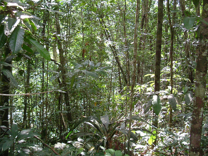 Der tropische Regenwald Amazoniens, die Heimat von Santo Daime